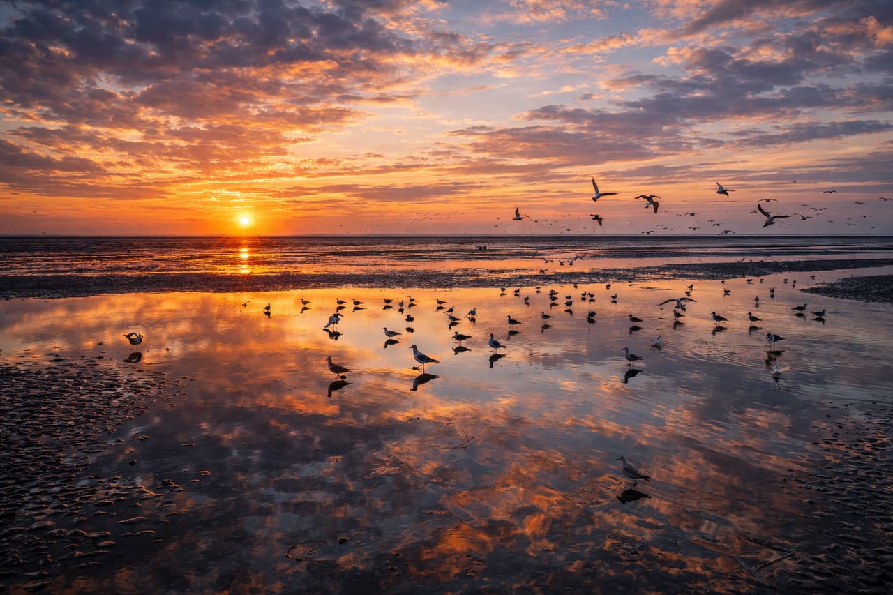 Parco nazionale del Wadden Sea e piane di marea